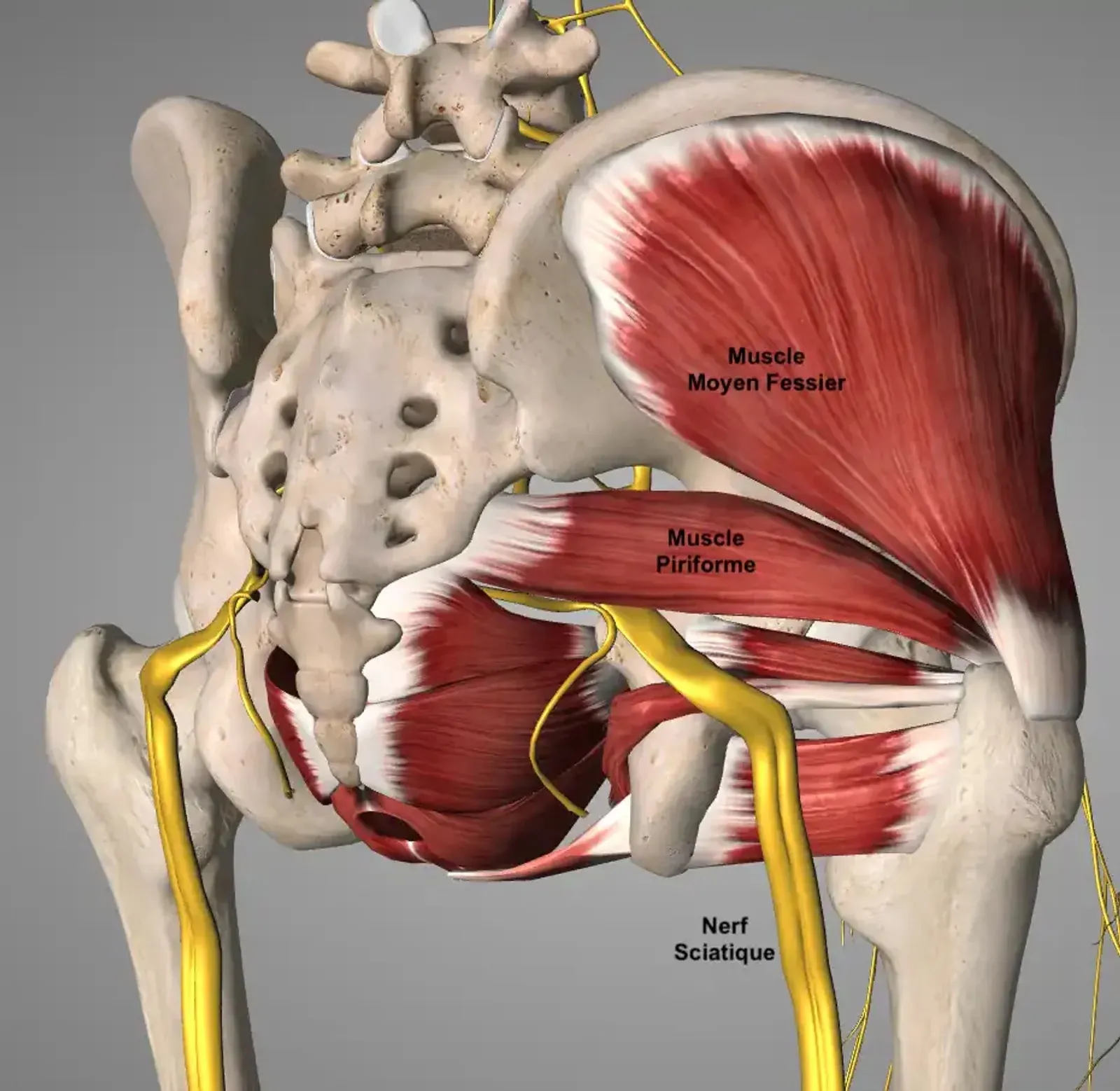 Anatomy of the piriformis muscle showing the course of the sciatic nerve