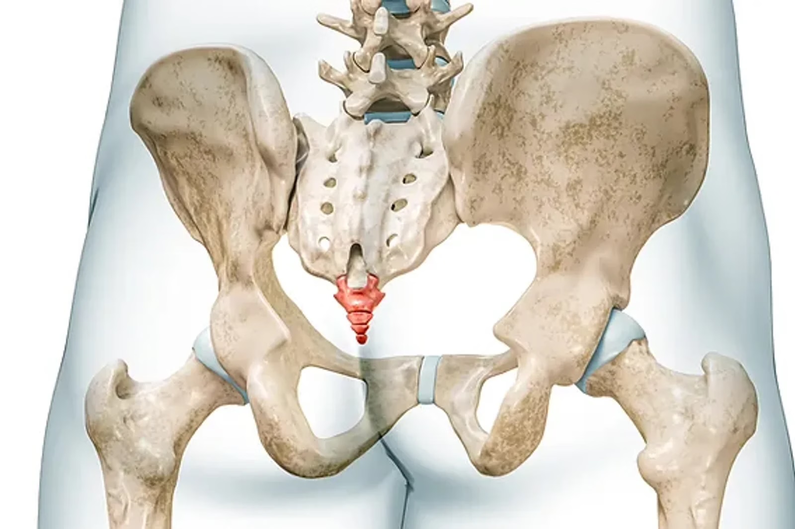 Anatomy of the coccyx by Charbel Kortbawi, osteopath in Paris 16