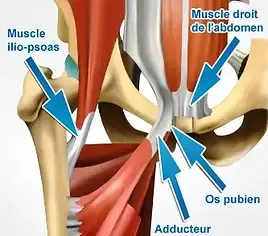 Muscles involved in pubalgia