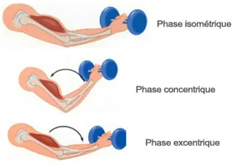 Different types of muscle contraction in tendinopathy rehabilitation — Charbel Kortbawi, osteopath Paris 16