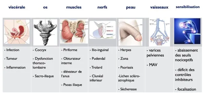Pathophysiology of chronic pelvic pain