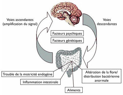 Physiopathologie du syndrome de l'intestin irritable - axe cerveau-intestin