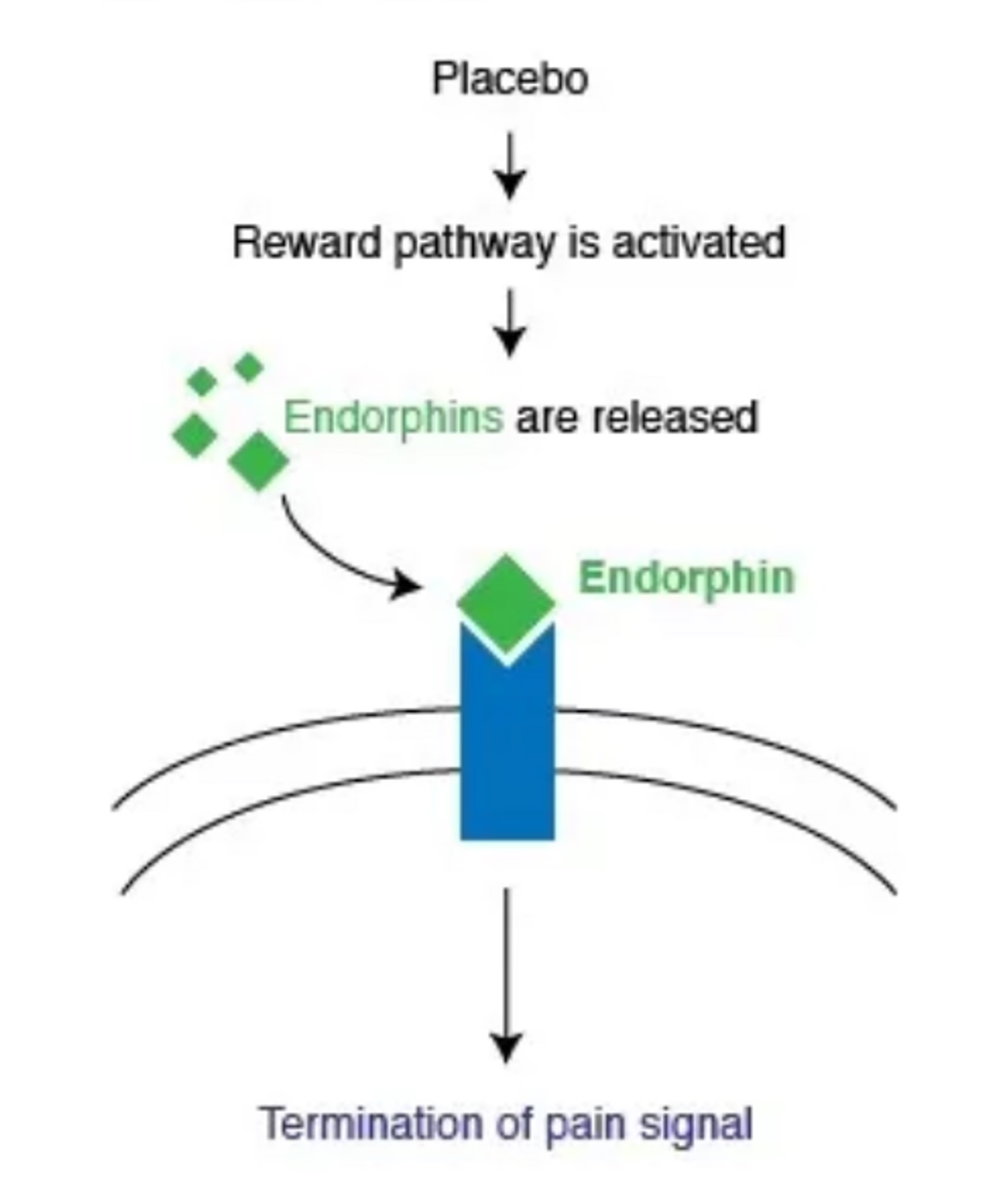 Récepteurs opioïdes et effet placebo