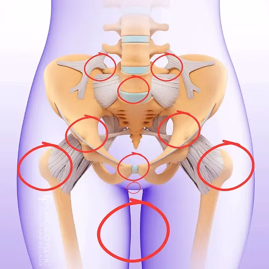 Zones de pression du bassin chez la femme enceinte — ostéopathe Paris 16